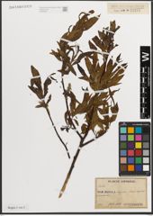 Foto von Salix L.